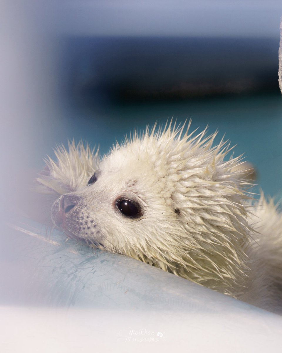 まいちょん＠きたそらちまったりLIFE tweet media