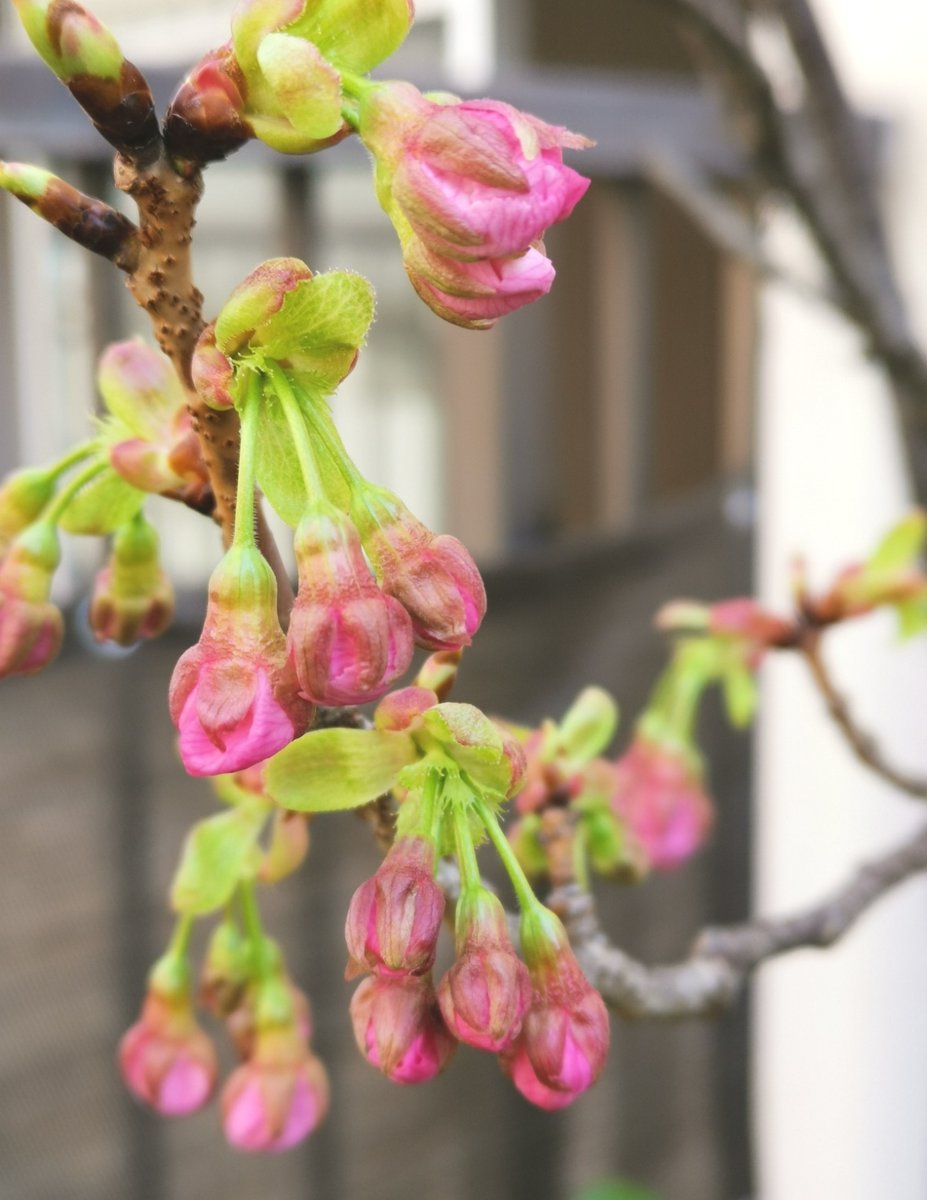 __kako__'s tweet photo. まだ、つぼみの吉野桜、少し咲いてきた枝垂れ富士桜、榊か樒か、ずっと榊だと思っていたんだが今咲くなら樒ということになるが、葉のふちはギザギザなんだか。陽光桜、あと少し。 https://t.co/smPbQnhScR