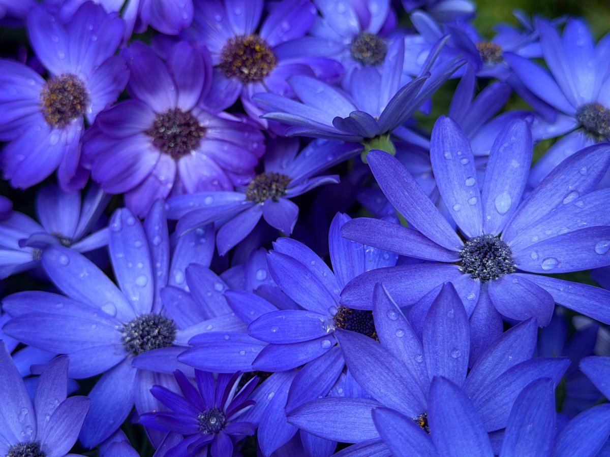 #TLを花でいっぱいにしよう

陰のある青と艶やかな青

💙シネラリア💙