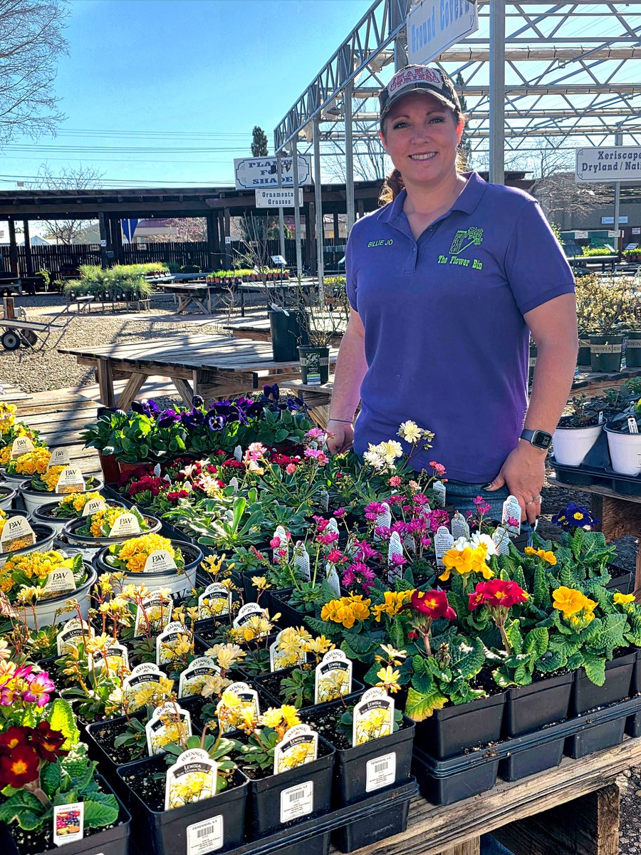 Billie Jo invites you to join us today for our “Spring Begins at The Flower Bin” event. Our Perennials department is stocked with blooming pansies, hellebores and so much more. Shop indoors for unique houseplants, blooming annuals, herbs and gifts.