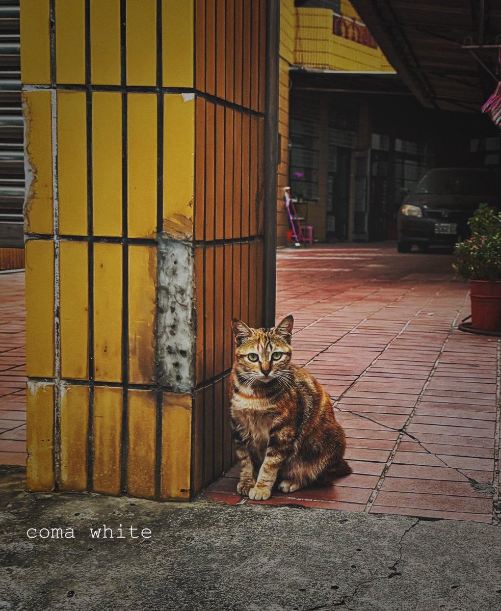 Coma White tweet media