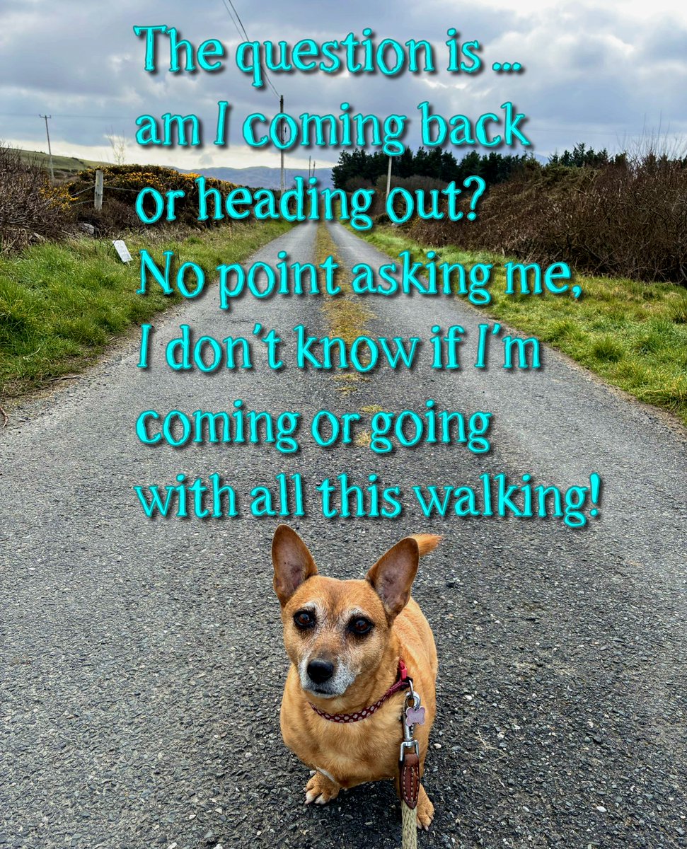 welovedonegal's tweet image. #RubyBeag #dogs #Donegal .