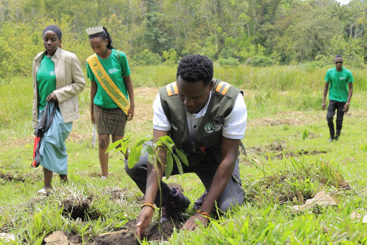 GoodForestsUg's tweet photo. Celebrating the #InternationalDayofForests in the most iconic style 🌳 
We are turning Tooro Kingdom greener , together with #KyebambeSecondarySchool, @GITA_Africa @Uganda_Expozed
Empowering communities, and growing a greener future ! One tree at a time.🌱#plantmoreTrees https://t.co/cJ6jGhKesr