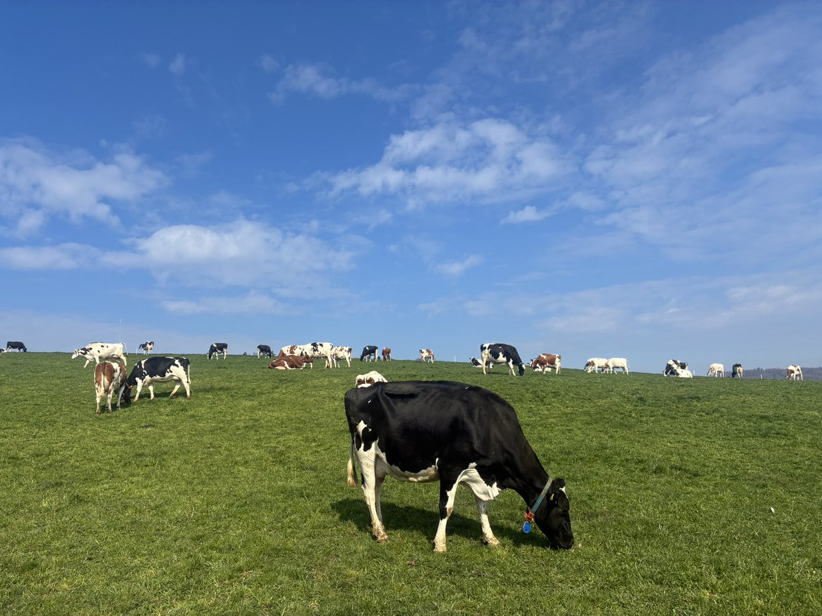 matt 🇨🇭 tweet media