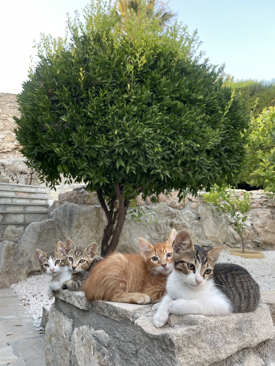 Anber 🇺🇦 tweet media