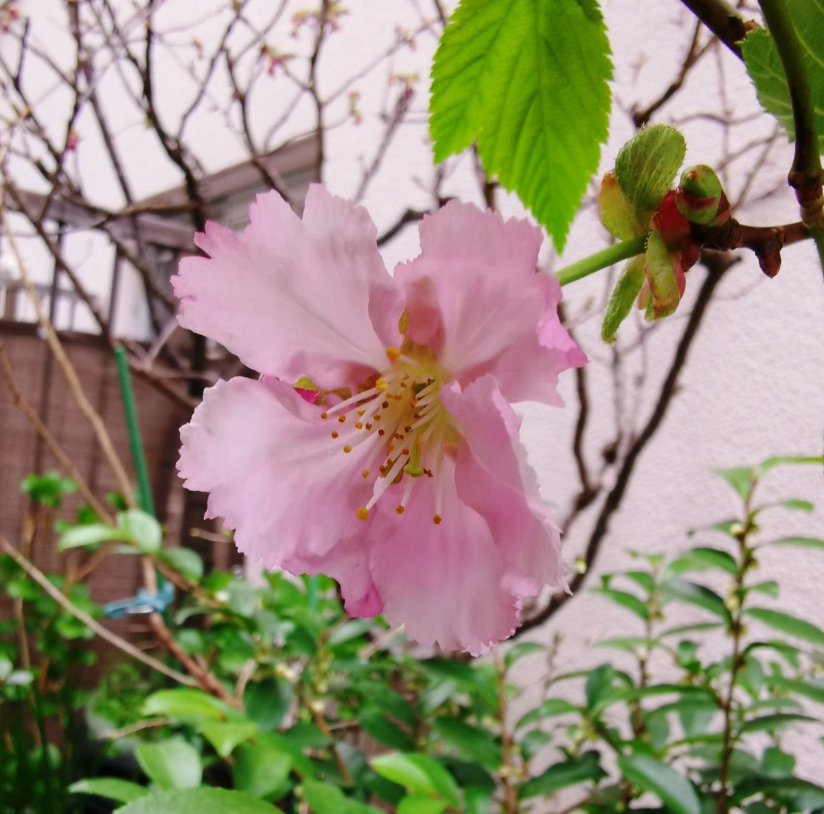 __kako__'s tweet photo. これは、2日前ごろの物など、ずっと、桜だろうと葉ばかり眺めて10年近くたった。咲いたねぇ、陽光桜の子供だ。もう一本もきっとそうだろうな。 https://t.co/DLT3pysLIG