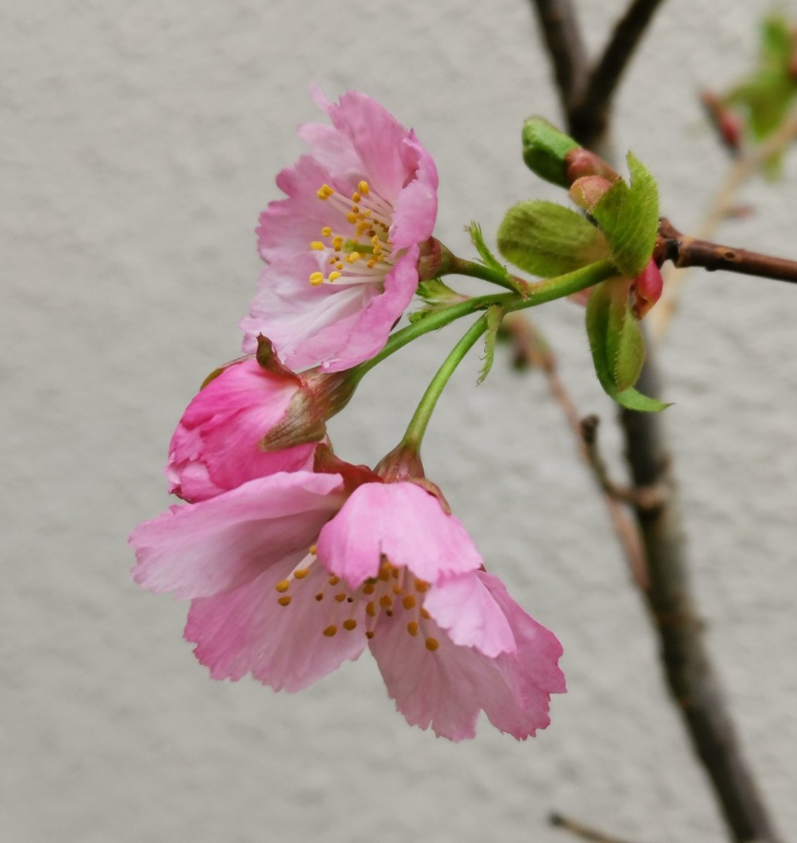 __kako__'s tweet photo. これは、2日前ごろの物など、ずっと、桜だろうと葉ばかり眺めて10年近くたった。咲いたねぇ、陽光桜の子供だ。もう一本もきっとそうだろうな。 https://t.co/DLT3pysLIG