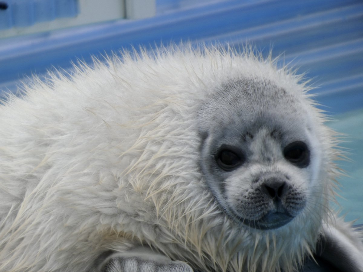 甘ざらし🍰🦭 tweet media