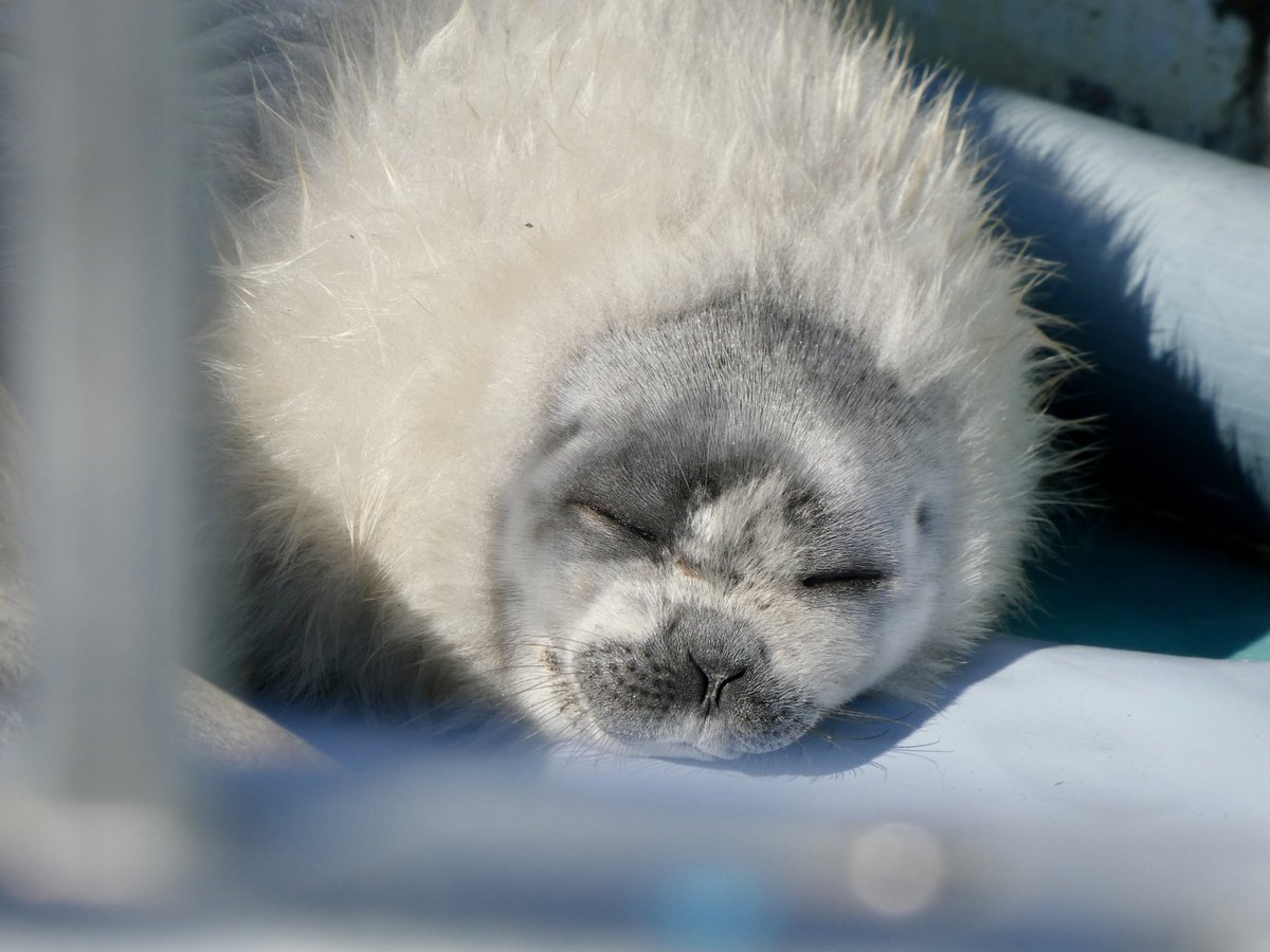 甘ざらし🍰🦭 tweet media