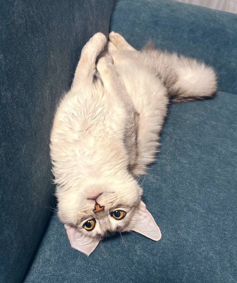 明日お風呂に入れられるとは知らずこの体勢でｸｰﾝと鳴くねこ