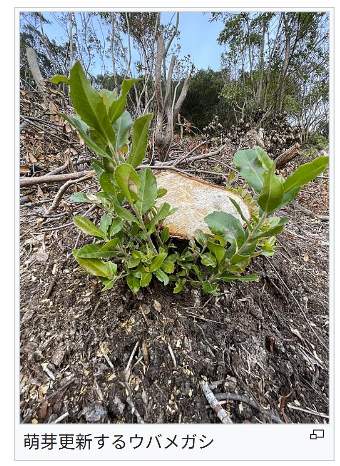 うめちゃん@工学系ハンター木こり梅農家 tweet media