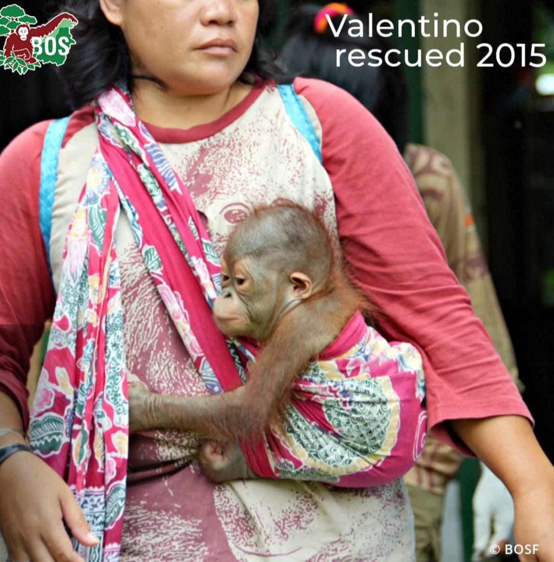 yomy orangutan 🦧 tweet media