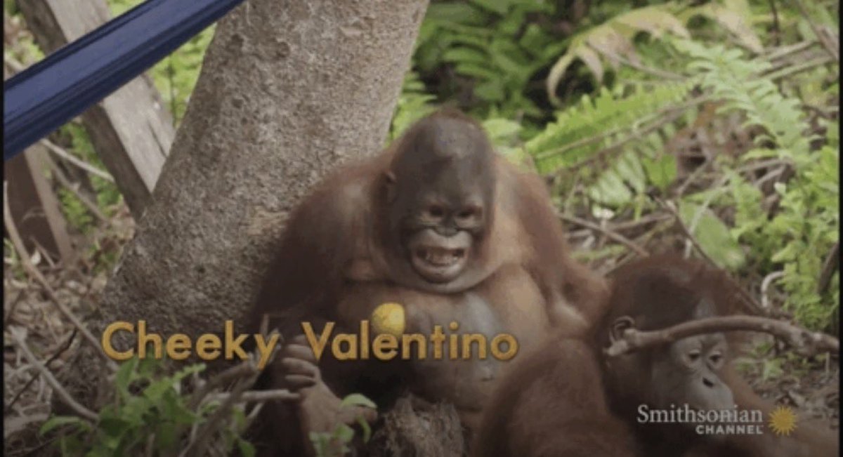 yomy orangutan 🦧 tweet media