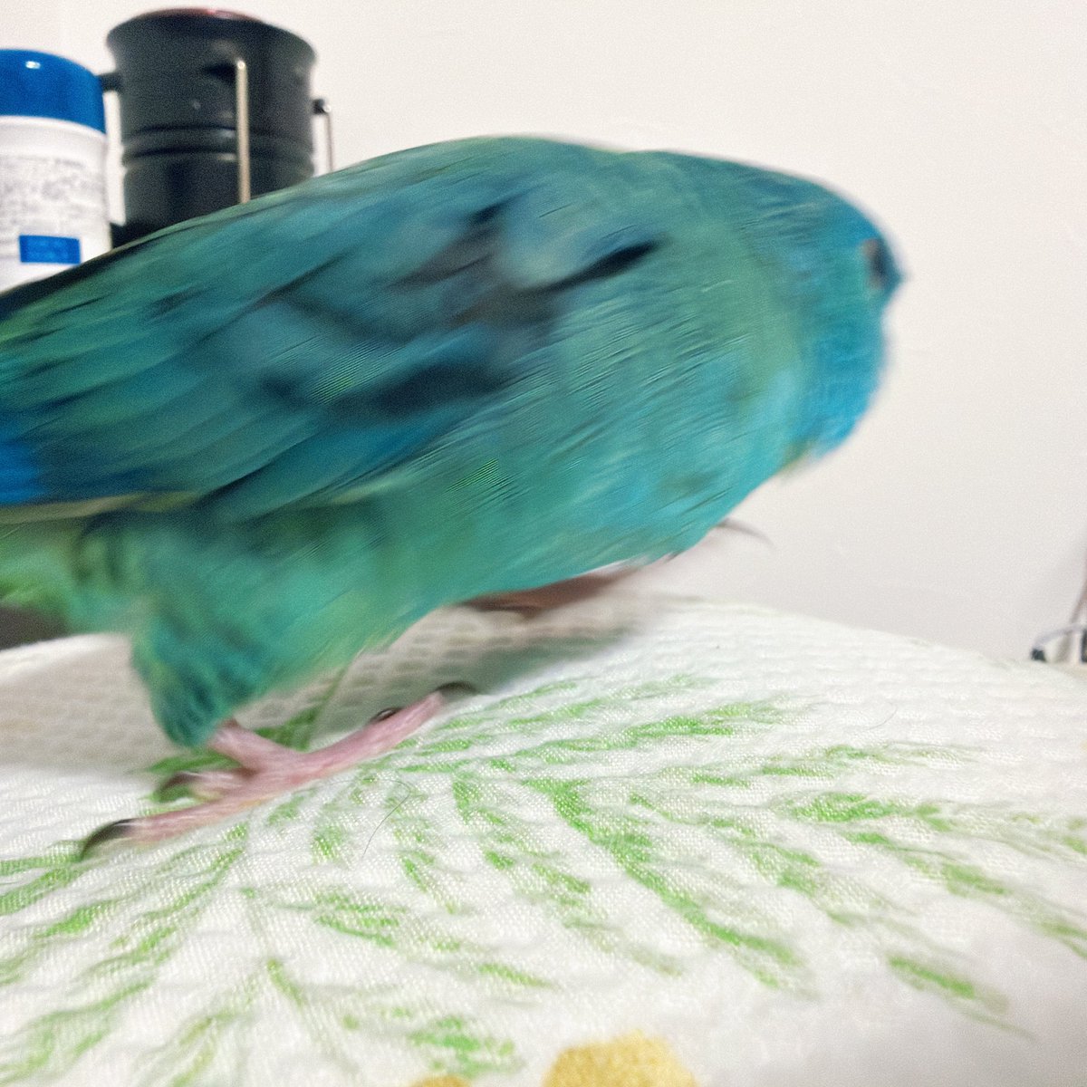 夢日和 tweet media