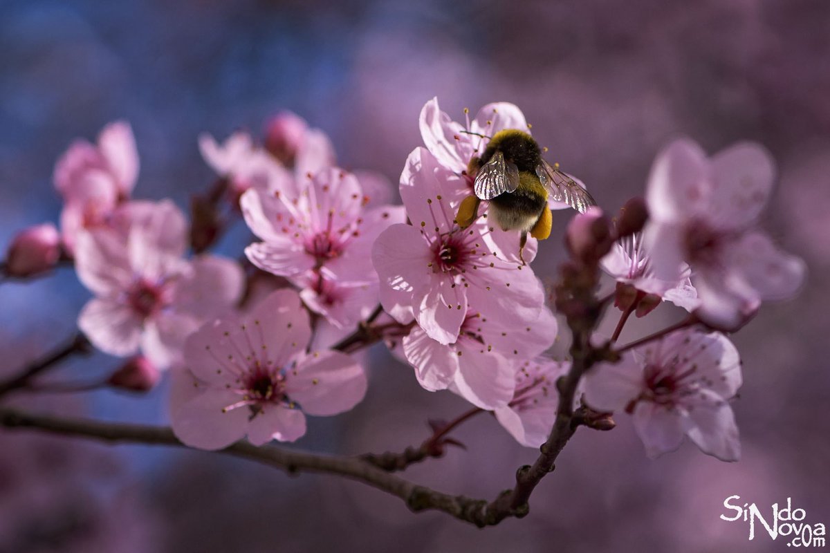 Sindo Novoa tweet media