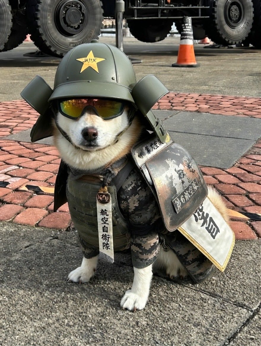 柴犬太郎 tweet media