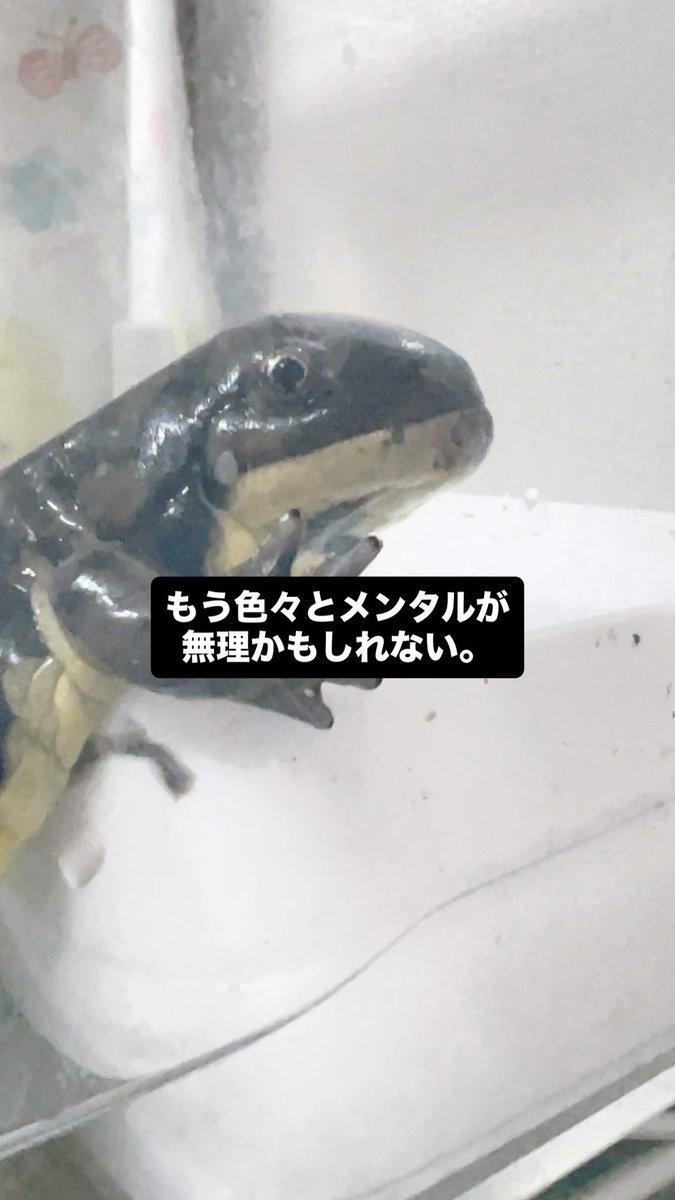 こは。 tweet media