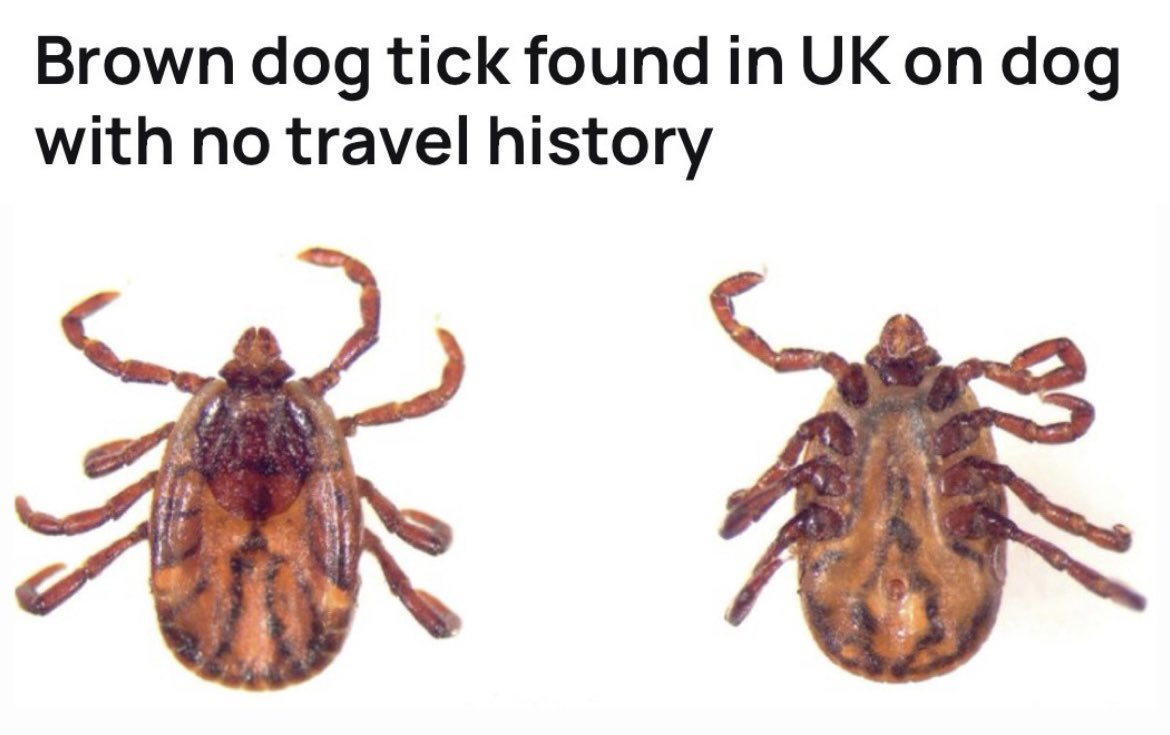 rubueno10's tweet image. 📢 Non-native #ticks are recorded more often in #UK in recent years… 🔎🇬🇧🕷️ 
📄 Biddlecombe et al. (2026): bvajournals.onlinelibrary.wiley.com/doi/10.1002/ve…
#RhipicephalusSanguineus #VetorControl