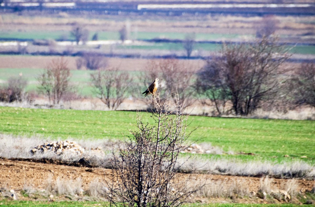 ahmetcingoz's tweet photo. Türk Dünyasının Nevruz Bayramını kutluyorum. 🌿🌸🦅🇹🇷
-
Kızıl Şahin / Long-legged buzzard
- Buteo rufinus
📷: AC, Denizli.
#kızılşahin #longleggedbuzzard
#Nevruz https://t.co/xu5mkUHBGj