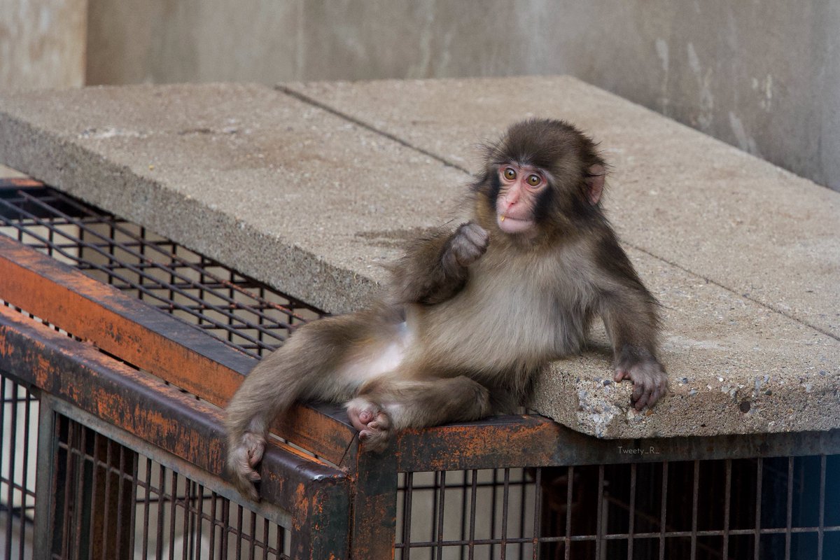 ぱんち🐒🪽 tweet media