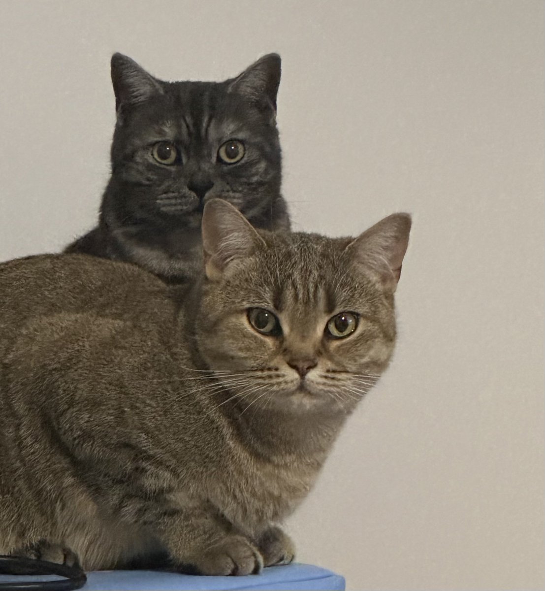 ترنگ tweet media