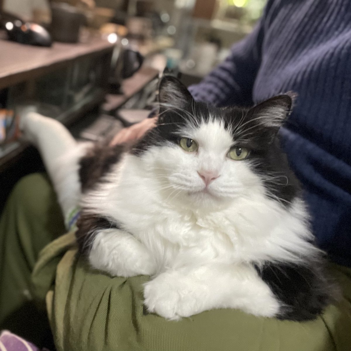 べんづ tweet media