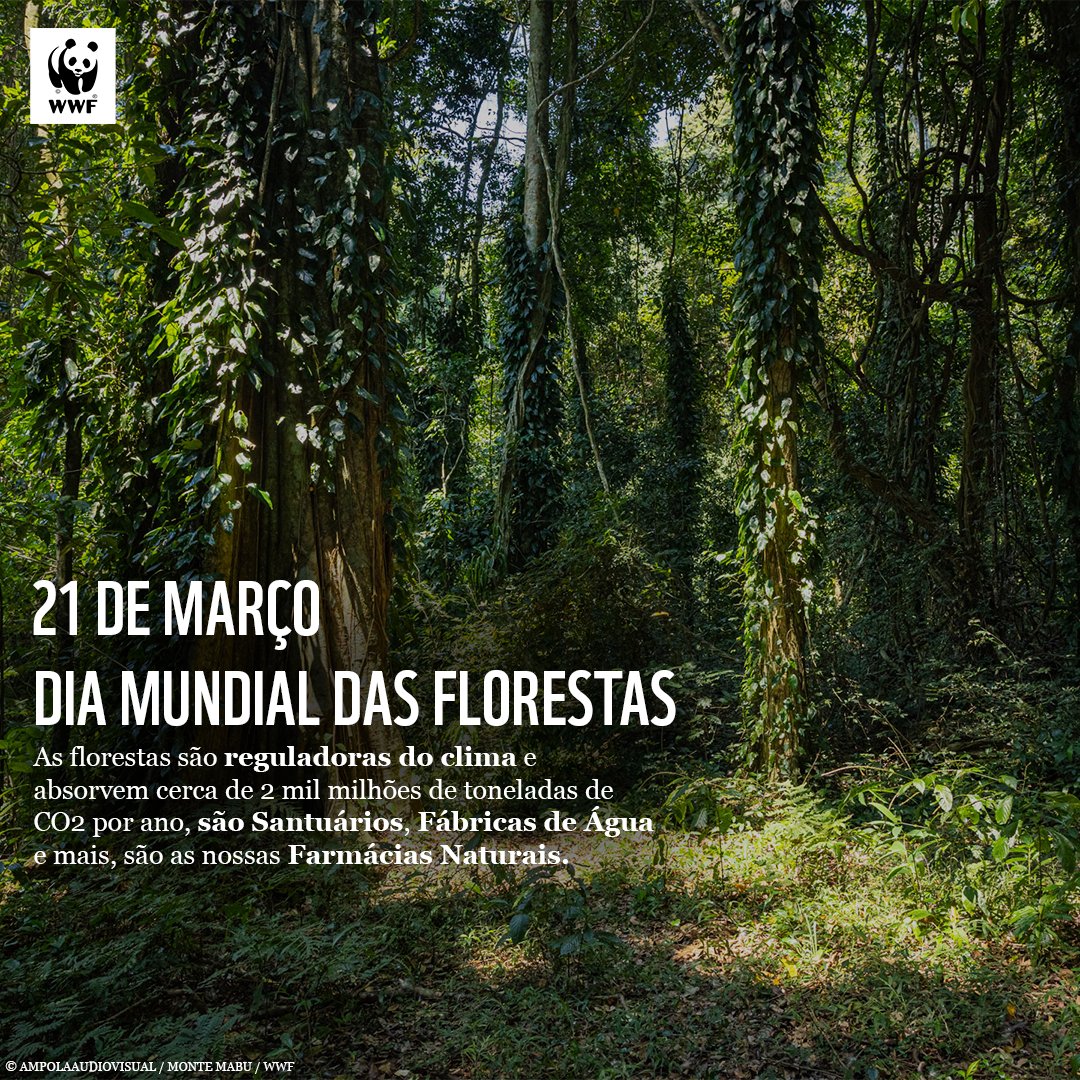 wwf_moz's tweet photo. As florestas são muito mais do que um conjunto de árvores; são o motor que mantém o planeta a funcionar. https://t.co/f2TGnUlUpm