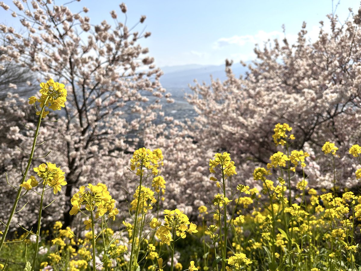 今日はぽかぽかの春日和。お花見日和でした。菜花まつりはいよいよ明日が最終日です。松田町で見られる春めき桜と菜花の景色、最後までゆっくりお楽しみください🌸

naitouen.com/agripark/

#あぐりパーク嵯峨山苑 #菜花まつり #春めき桜