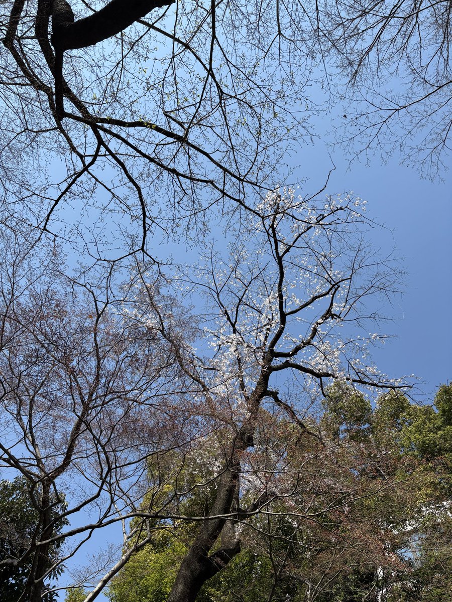 くろさわ tweet media