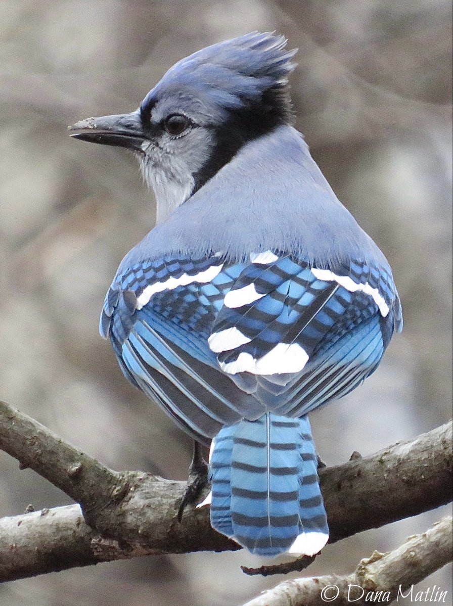 DanaMNYC tweet media