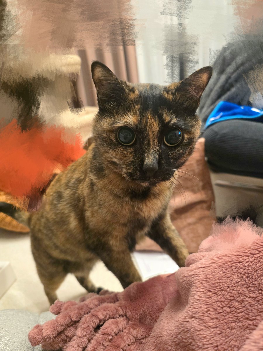 しゃーぽ tweet media