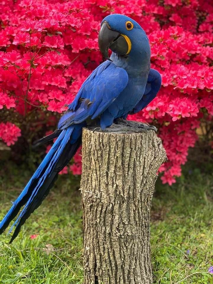 theisabelinha's tweet photo. 💭VOCÊ SABIA?
A NOSSA ARARA AZUL BRASILEIRA  E O PÁSSARO MAIS RARO DO PLANETA.

#SabadoLigaDaJusticaSDV
#LJSDV https://t.co/CEibIDy6jx