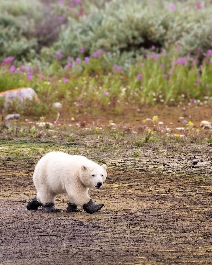 Ink Blot tweet media