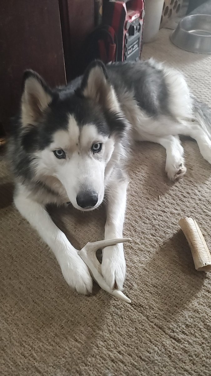 Zen Amari 💙🌙(soft rebrand in progress) tweet media