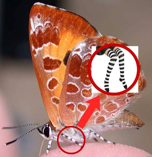 Kumie :3 | Femboy/Catboy tweet media