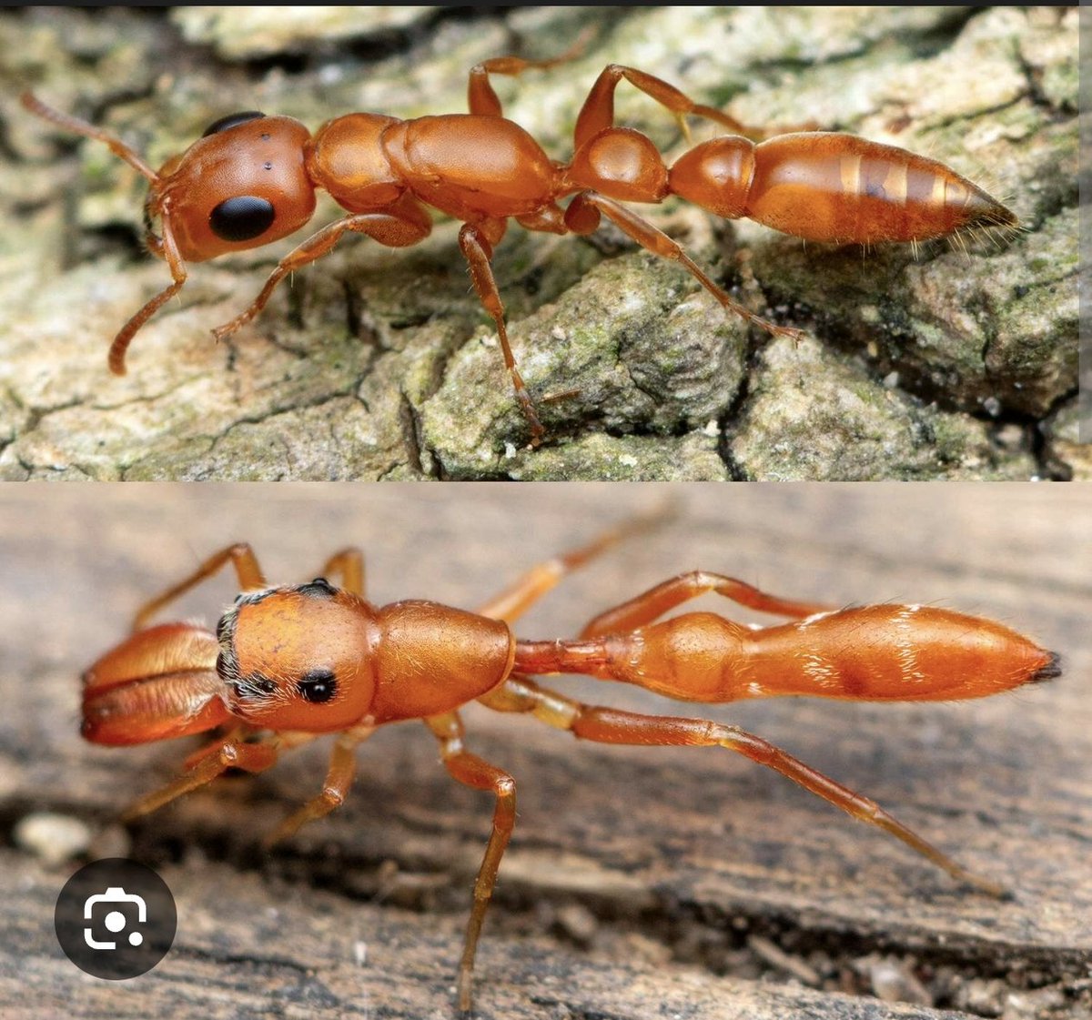 Robin Irie tweet media