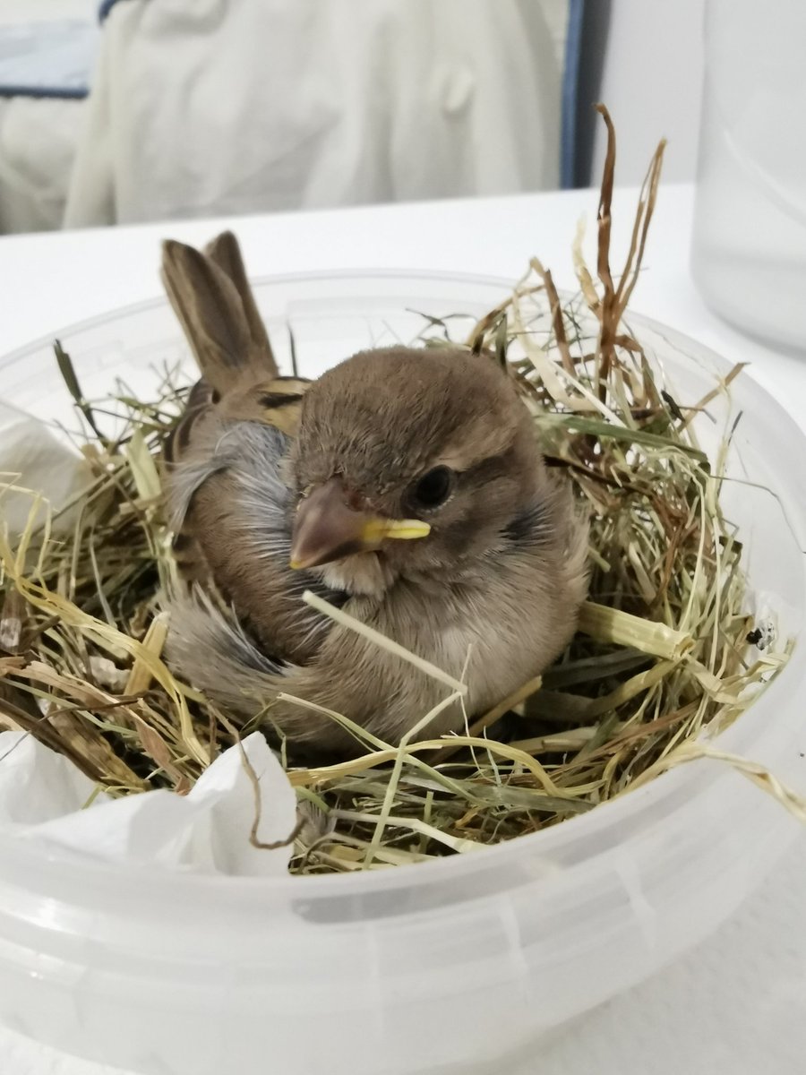 Rubén Martínez tweet media