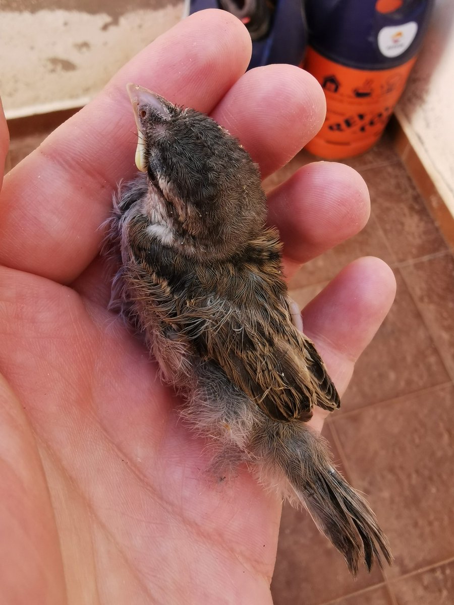 Rubén Martínez tweet media