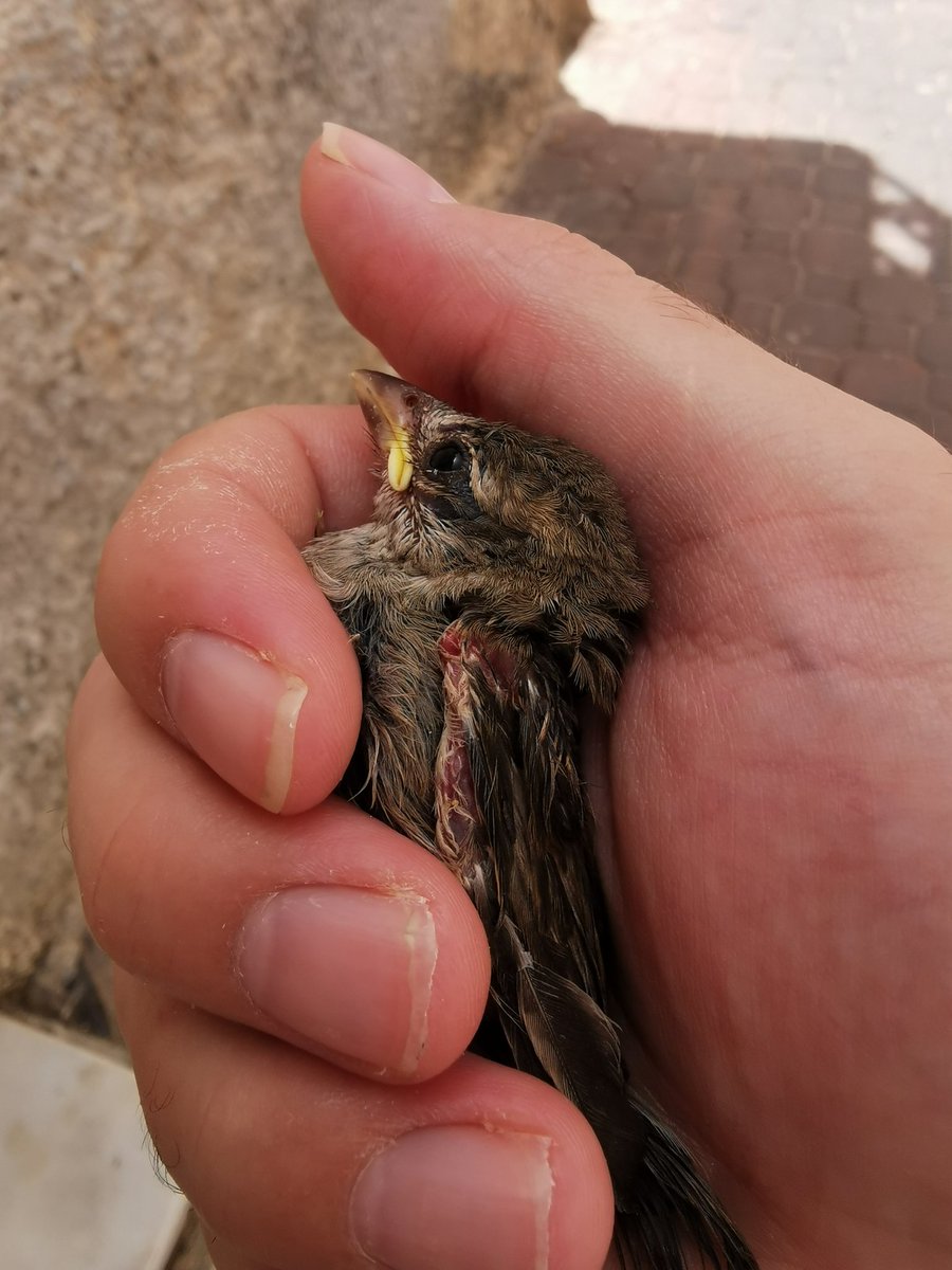 Rubén Martínez tweet media