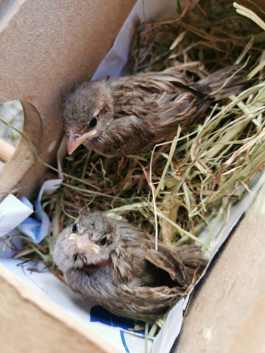 Rubén Martínez tweet media