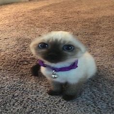 Aquela coisa Edgy tweet media