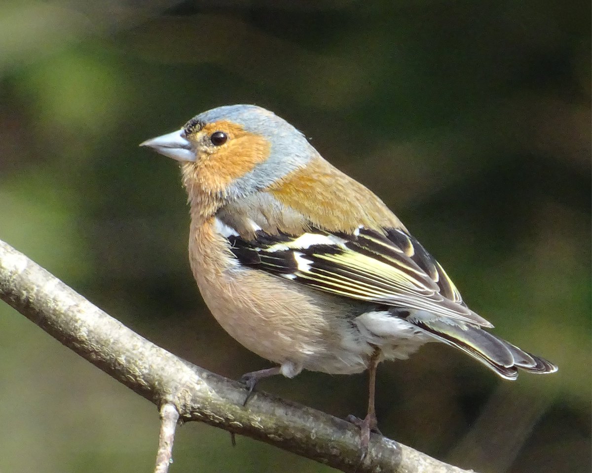 niaga_hijau's tweet image. #Chaffinch-Symbol of #Optimism
"#Hope” is the thing with feathers -
That perches in the soul -
And sings the tune without the words -
And never stops - at all -"
Emily Dickinson #quote
#WorldPoetryDay
#birdwatching #photography
Hope you have a lovely day..
#naturelovers .. 💫🧡🕊