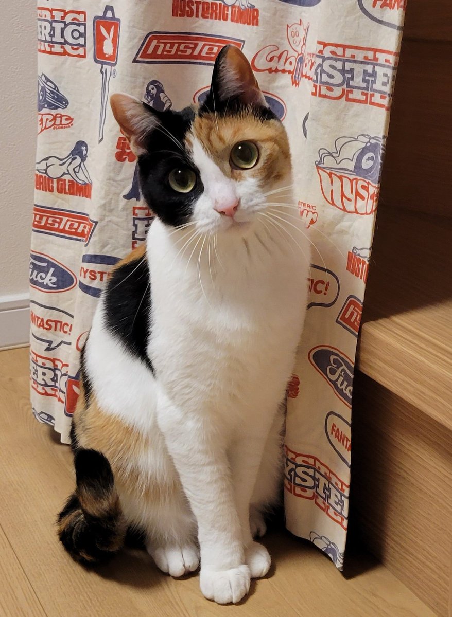 神楽🐾 tweet media