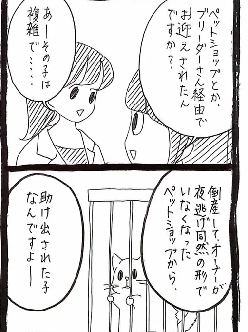 獣医さんちの猫2人の話 