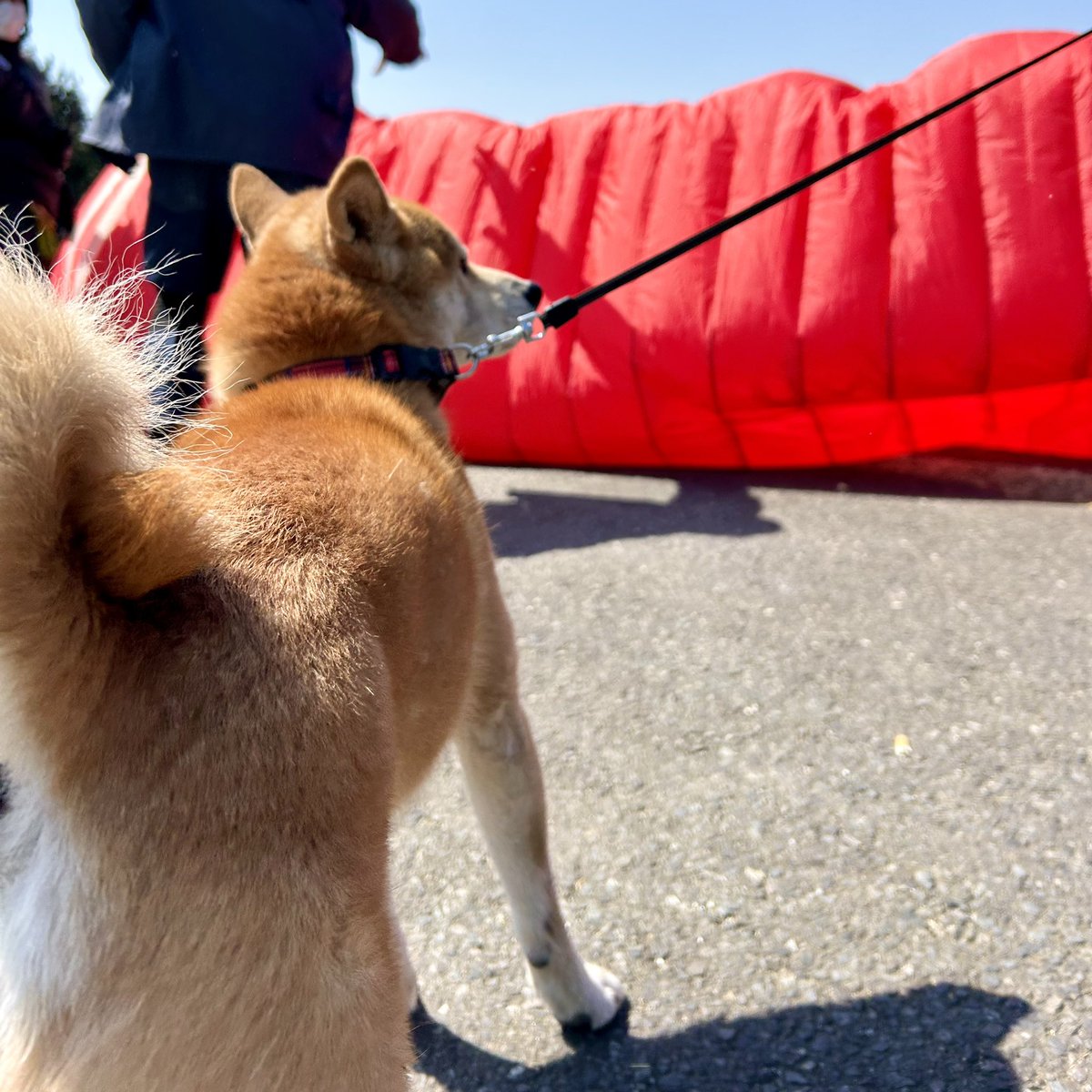 saimaki's tweet photo. 今日の足尾はパラの大会です。
風はなかなかに強く、荒々しいため、皆様テイクオフするのにやや苦戦気味。
私はパラ選手の後に1本。出で少しすると「強風域がすぐそこまで来ている」と無線。
ランディングはきちんと荒れていました。あぁ、無情。皆様、ありがとう。

柴「お、、っわ！」 https://t.co/PT18ZtLj24