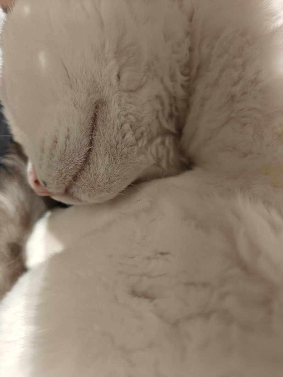 yuuyamihui's tweet photo. 来绳屋不玩绳就是吸猫
哦吼吼满足了 https://t.co/K0lTfLlshp