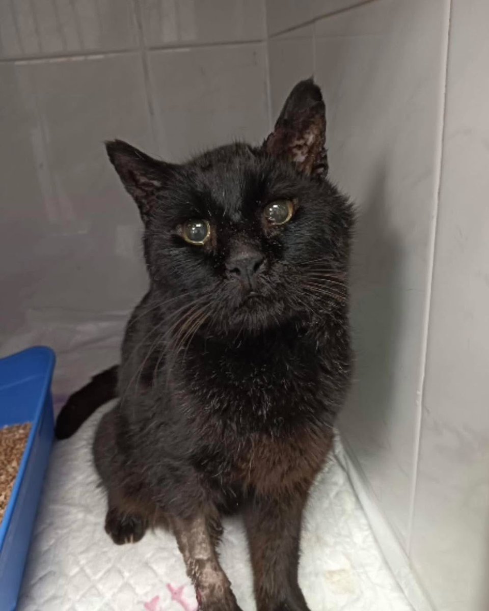 asociación abeiro tweet media