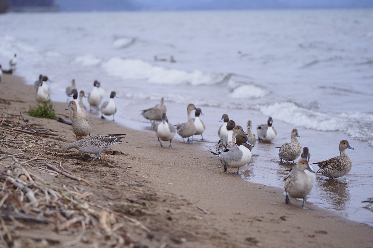 8jime1's tweet image. 散歩できる時期になったからね

SONY ILCE-7M3(α7Ⅲ)
SIGMA 28-70mm F2.8 DG DN Contemporary

#photo 
#a7III