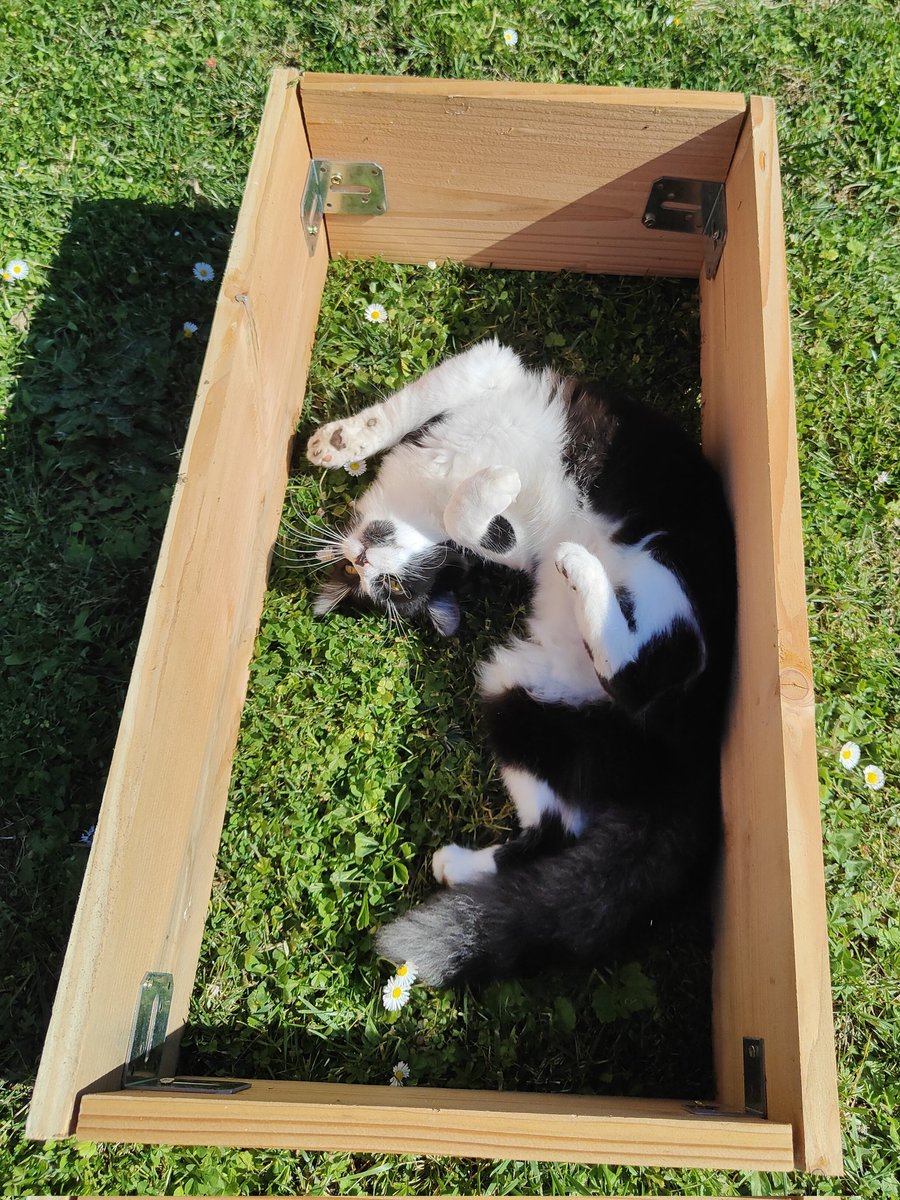 matchalien tweet media