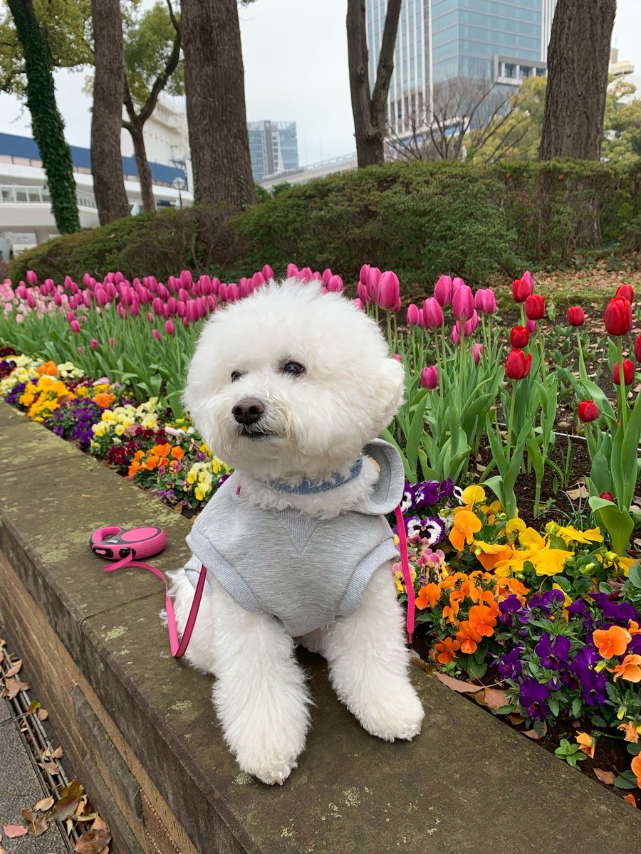 もこみちゃんと一緒 tweet media